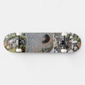 chenille sur skateboard pont métropolim conception (Horz)