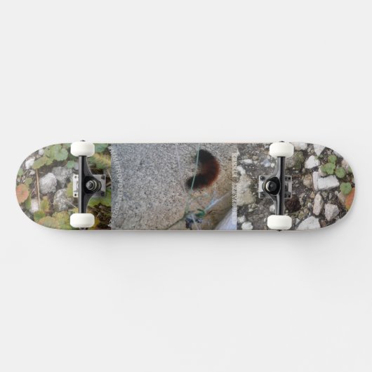chenille sur skateboard pont métropolim conception (Horz)