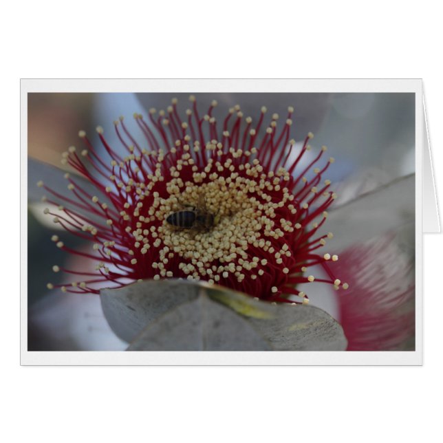 Chèque-cadeau de macrocarpa d'eucalyptus - 05 (Devant horizontal)