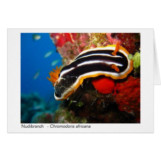 Chèque-cadeau de Nudibranch - 02 (Devant horizontal)