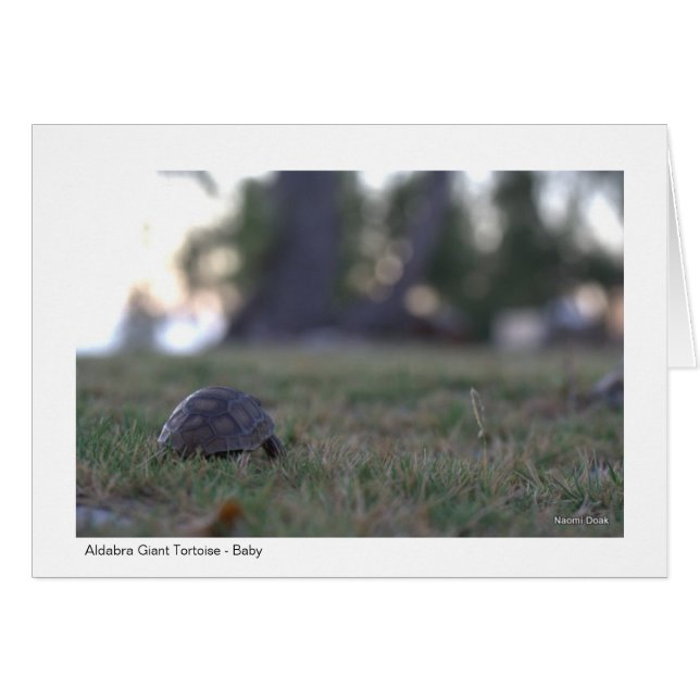 Chèque-cadeau de tortue géante - 02 (Devant horizontal)