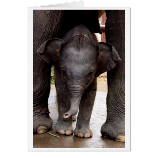 Chèque-cadeau d'éléphant asiatique de bébé - 03