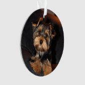 Cher Yorkshire Terrier Yorkie Chien chiot (devant)