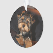 Cher Yorkshire Terrier Yorkie Chien chiot (devant)