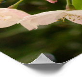 Chercher Blossom Imprimer Poster Fleur Blanche Imp (Coin)