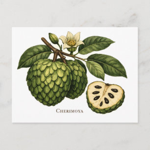 Cherimoya Fruit Tak Botanische Illustratie Briefkaart