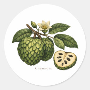 Cherimoya Fruit Tak Botanische Illustratie Ronde Sticker