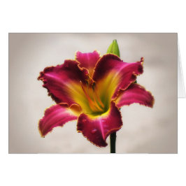 Cherokee Heritage Daylily