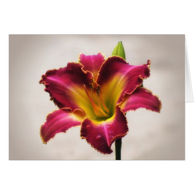Cherokee Heritage Daylily (Voorkant Horizontaal)