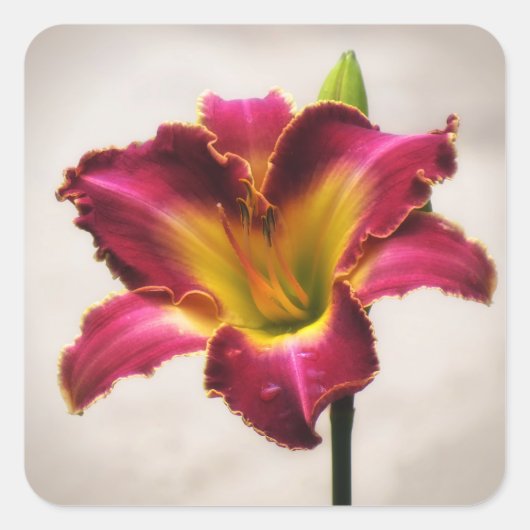 Cherokee Heritage Daylily Vierkante Sticker (Voorkant)