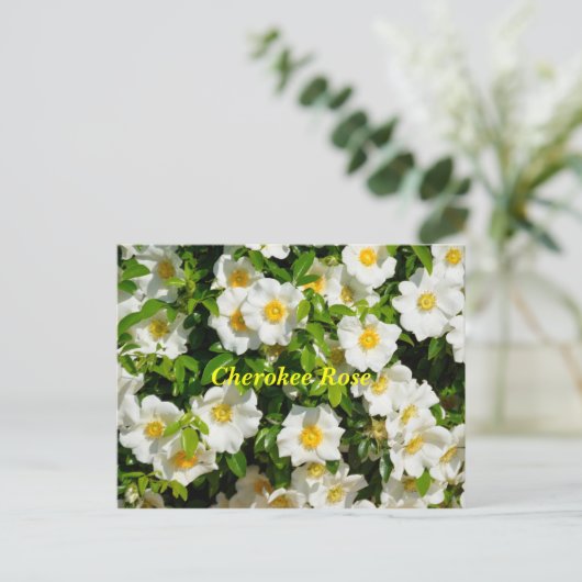 Cherokee Roos Briefkaart (Staand voorkant)