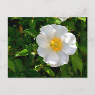 Cherokee Roos Flower  Briefkaart