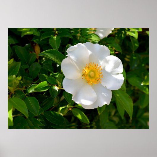 Cherokee Roos Flower Poster (Voorkant)