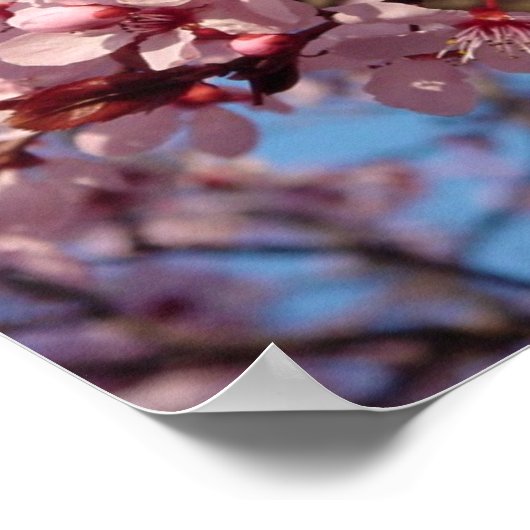 Cherries Jubilee (1) Poster (Hoek)