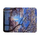 Cherry-bloesem in Washington DC Magneet (Horizontaal)