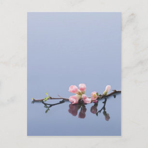 Cherry-bloesems op water briefkaart