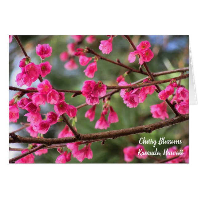 Cherry Blossom (Voorkant Horizontaal)