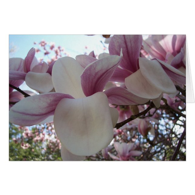 Cherry Blossom (Voorkant Horizontaal)