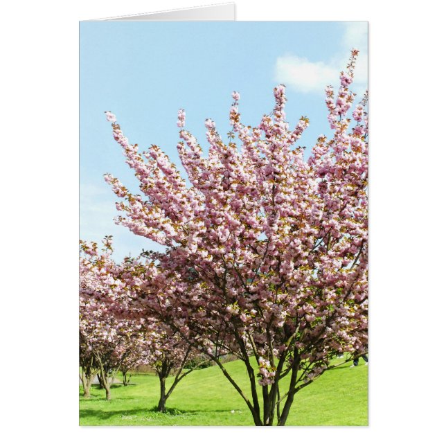 Cherry Blossom (Voorkant)