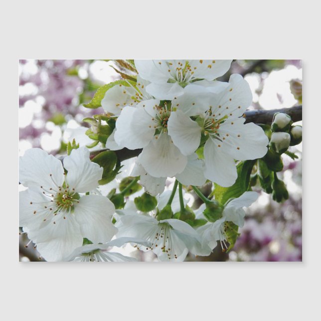Cherry Blossom (Voorkant)