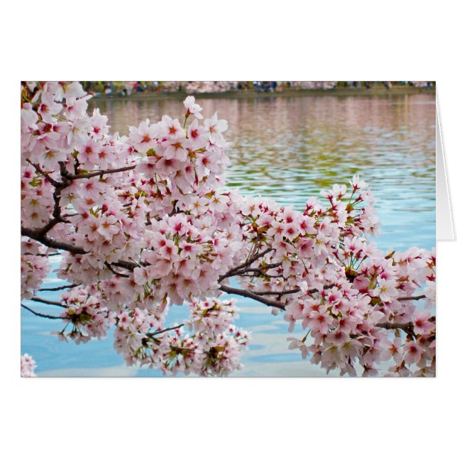 Cherry Blossom (Voorkant Horizontaal)