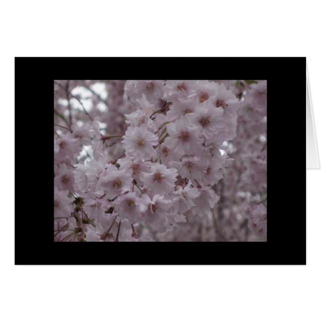 Cherry Blossom (Voorkant Horizontaal)