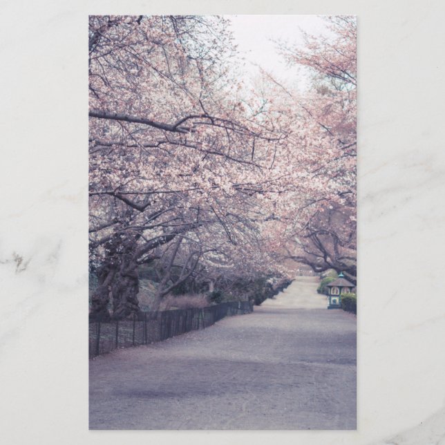 Cherry Blossom (Voorkant)