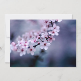 Cherry Blossom