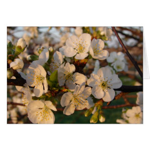 Cherry Blossom
