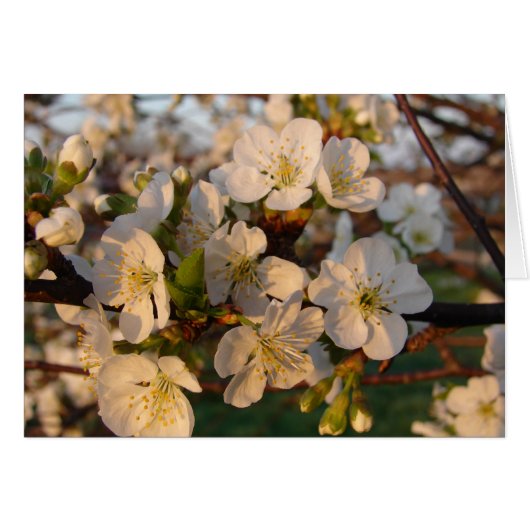 Cherry Blossom (Voorkant Horizontaal)