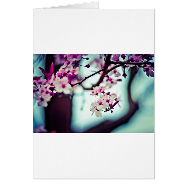 Cherry Blossom (Voorkant)