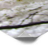 Cherry Blossom 12 Poster (Hoek)