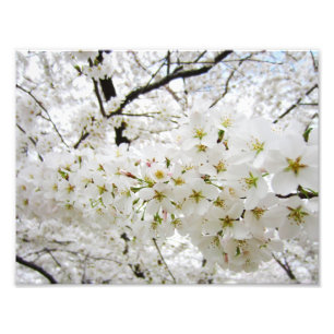 Cherry Blossom 12 Print Foto Afdruk