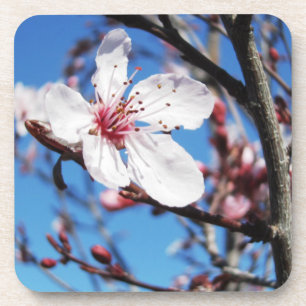 Cherry Blossom 2 Drankjes Onderzetter