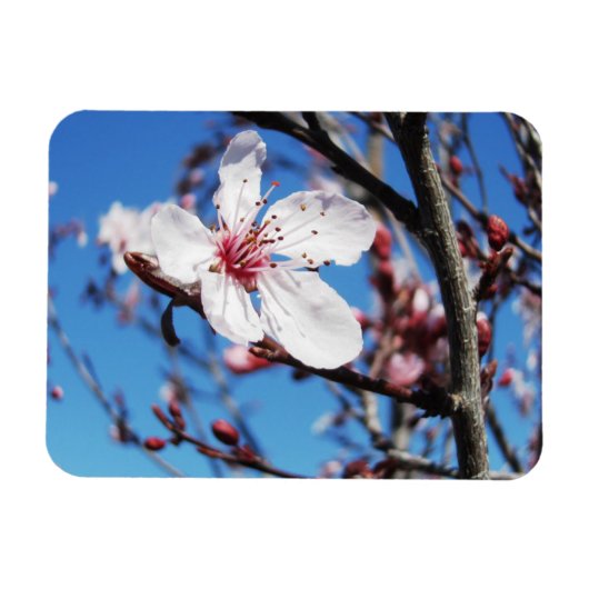 Cherry Blossom 2 Magneet (Horizontaal)