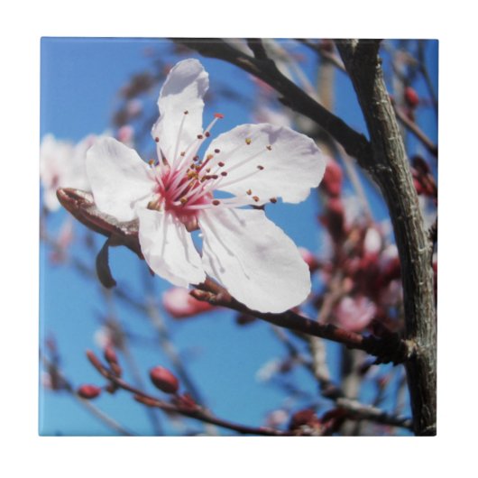 Cherry Blossom 2 Tegeltje (Voorkant)