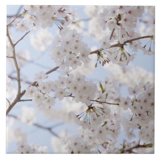 Cherry blossom 2 tegeltje (Voorkant)