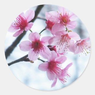 Cherry Blossom - A Ronde Sticker