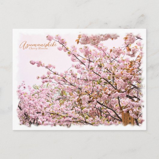 Cherry Blossom "Azuma-nishiki" ポストカード Briefkaart (Voorkant)