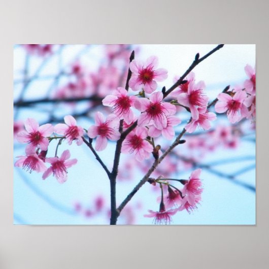 Cherry Blossom - B Poster (Voorkant)
