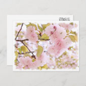 Cherry Blossom "Benigasa" ポストカード Briefkaart (Voorkant / Achterkant)