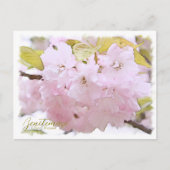 Cherry Blossom "Benitemari" ポストカード Briefkaart (Voorkant)