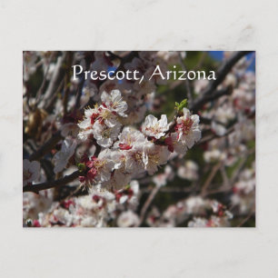 Cherry Blossom blooming in Prescott, Arizona Briefkaart