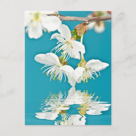 Cherry-Blossom Briefkaart (Voorkant)