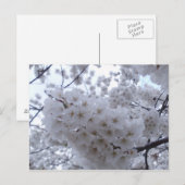 Cherry Blossom Briefkaart (Voorkant / Achterkant)