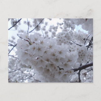 Cherry Blossom Briefkaart