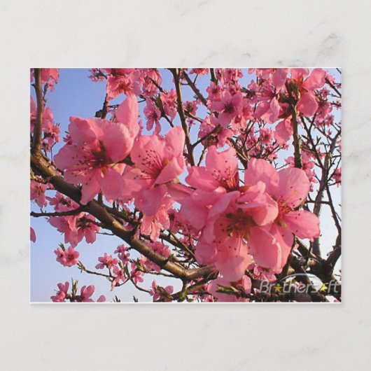 Cherry Blossom Briefkaart (Voorkant)