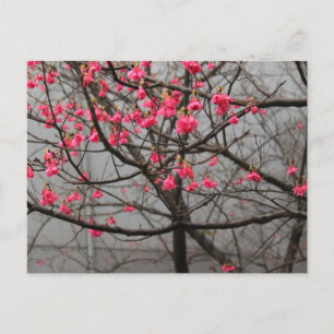 Cherry Blossom Briefkaart