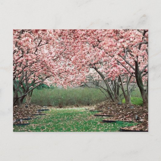 Cherry Blossom Briefkaart (Voorkant)
