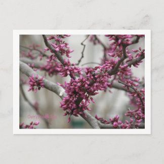 Cherry Blossom Briefkaart
